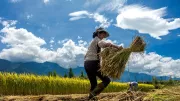 Woman harvesting crops in China