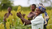 Woman inspects sorghum crop in Kenya